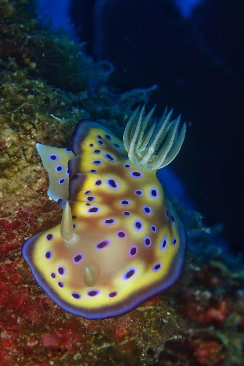 Bed and Breakfast 藍洞潛水blue Hole Dive Center Heng-ch'un Esterno foto